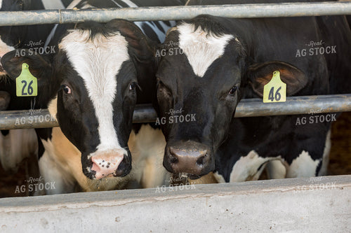 Holstein Cattle Eating 90010