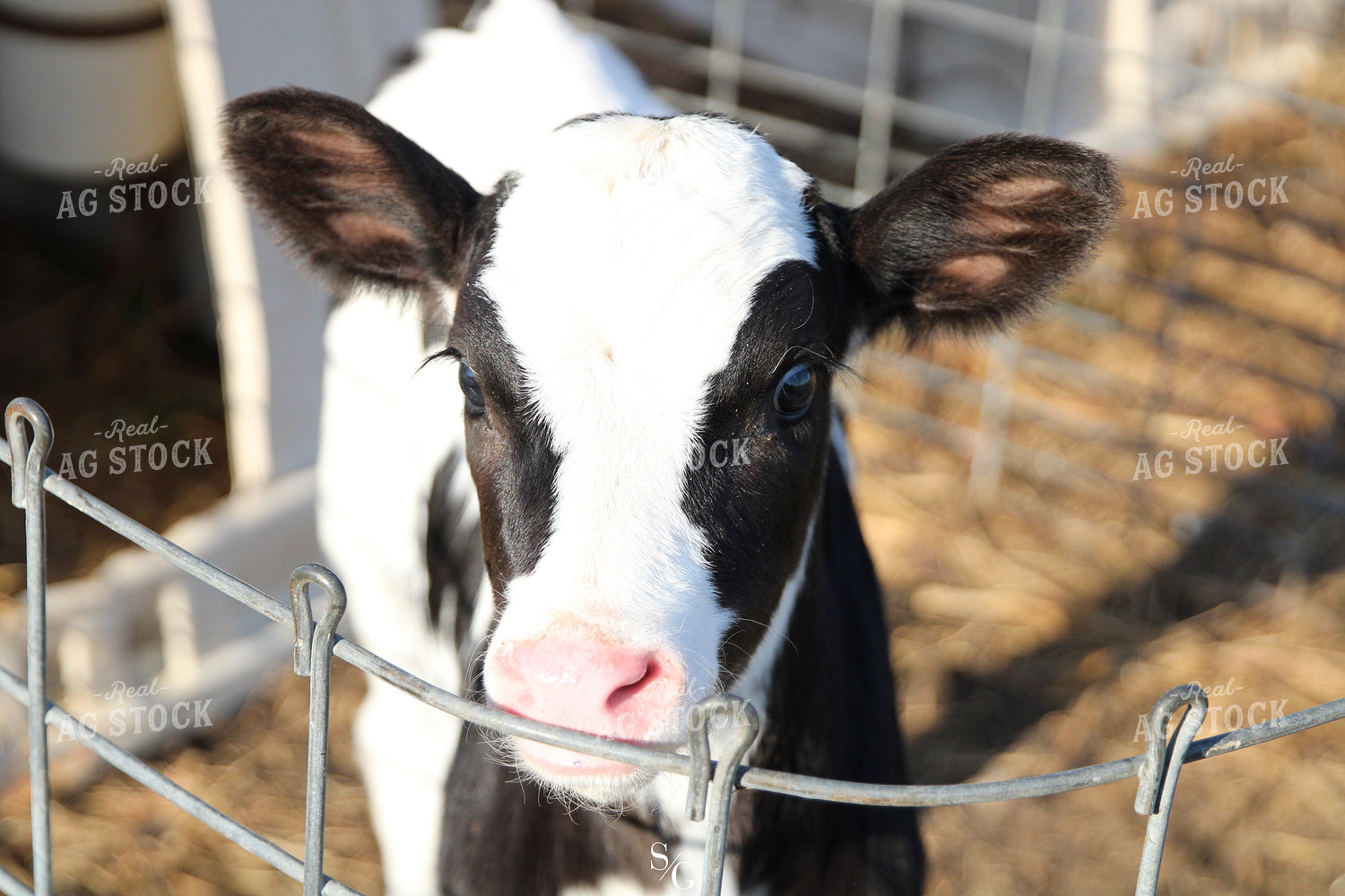Holstein Calf in Hutch 182008