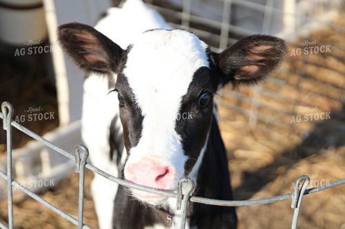 Holstein Calf in Hutch 182008