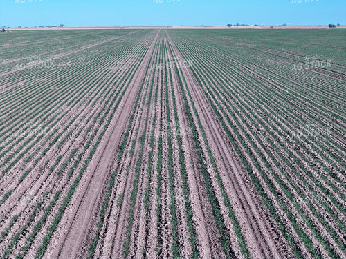 Midseason Wheat Field 239080