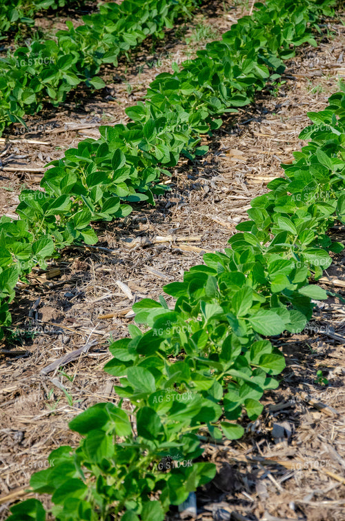 Midseason Soybeans 166033
