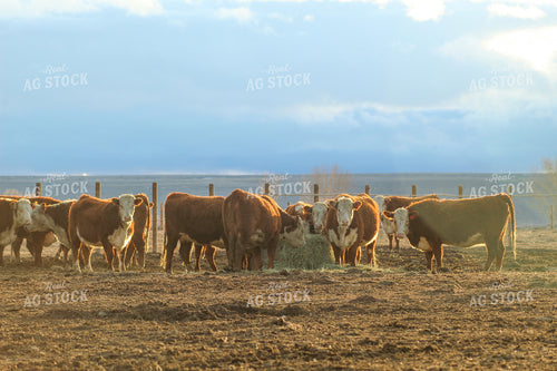 Bred Hereford Heifer Cattle 78166