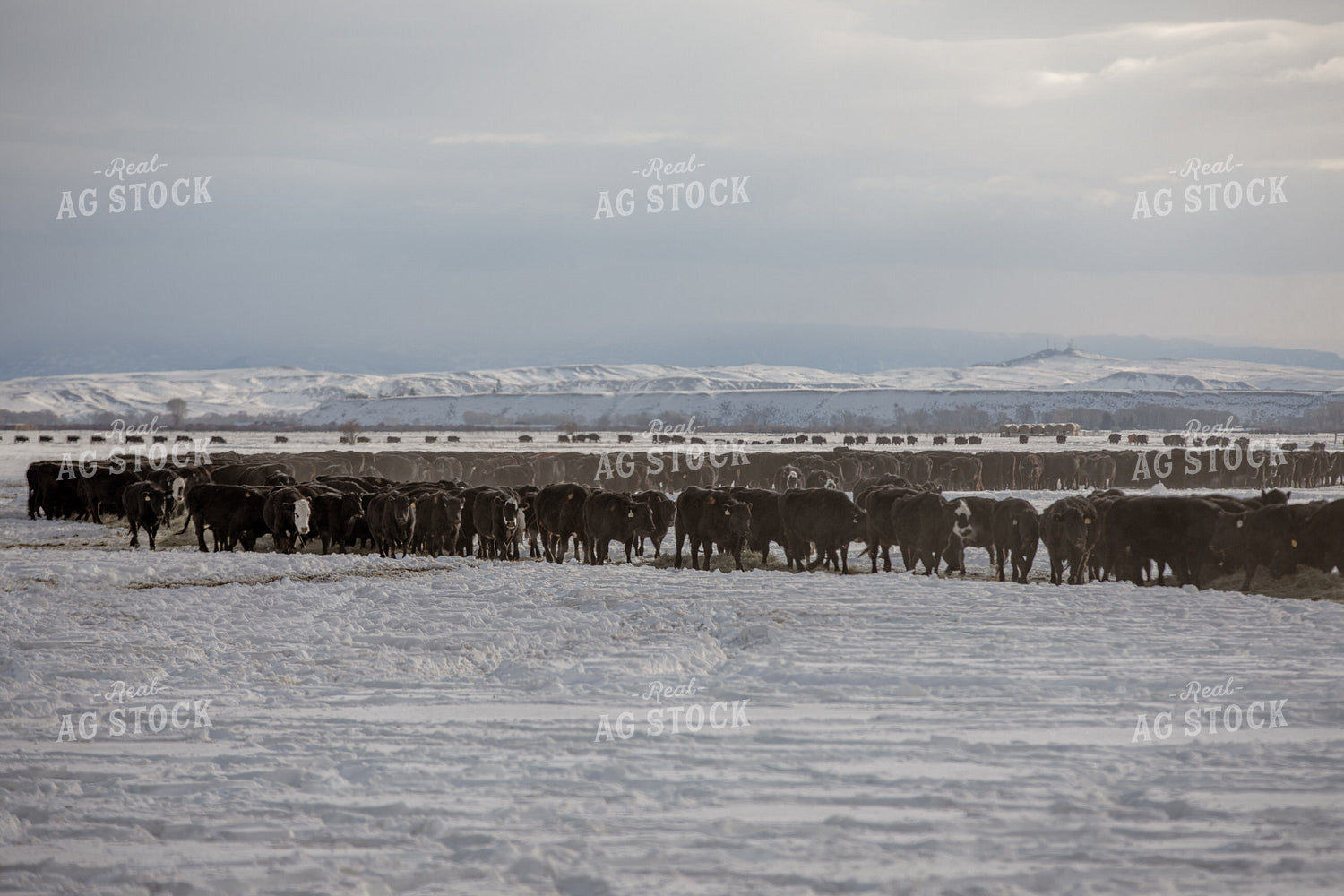 Feeding Cattle in the Winter 304013