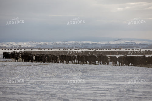 Feeding Cattle in the Winter 304013