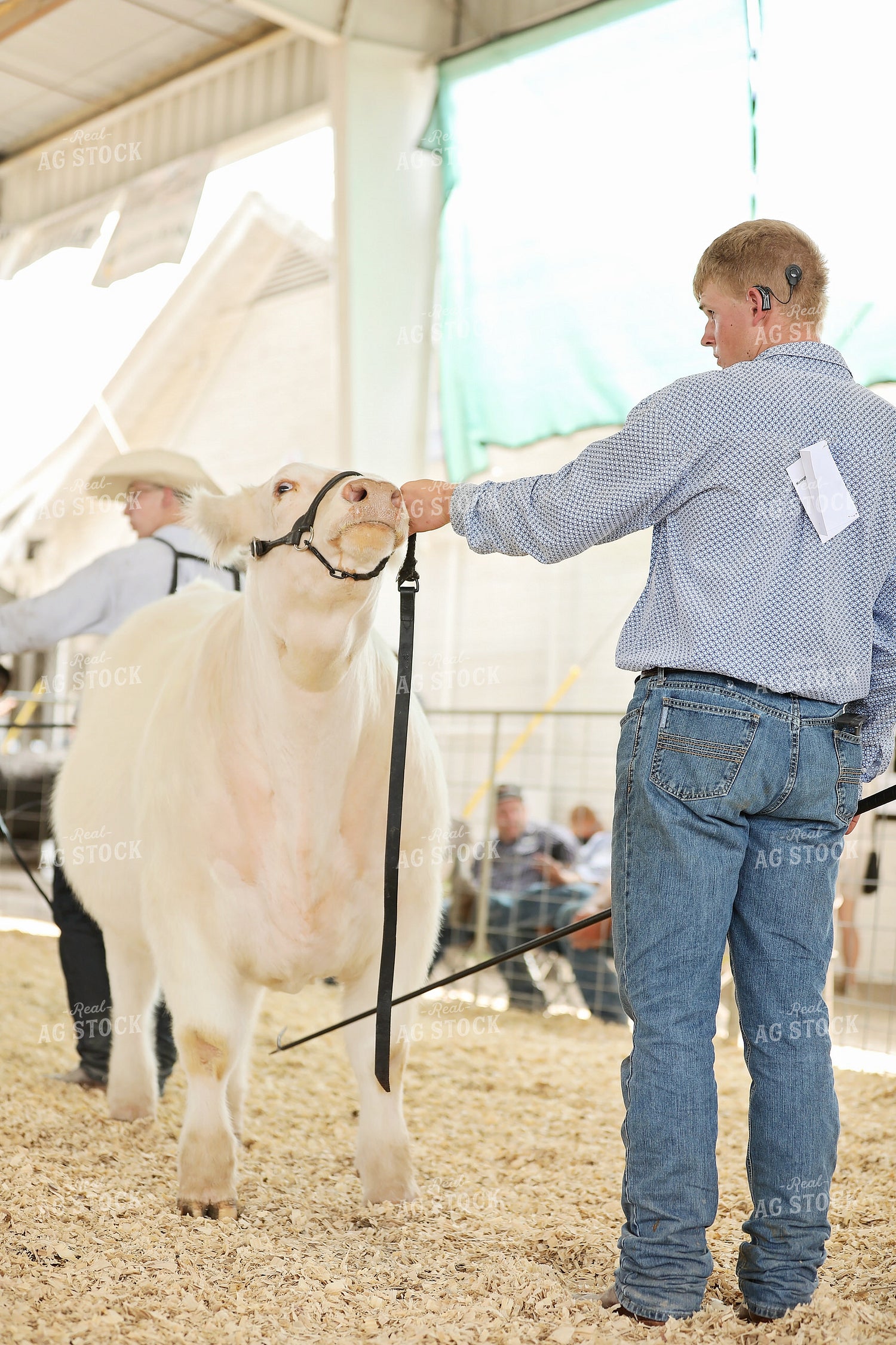 Showing Cattle 127108