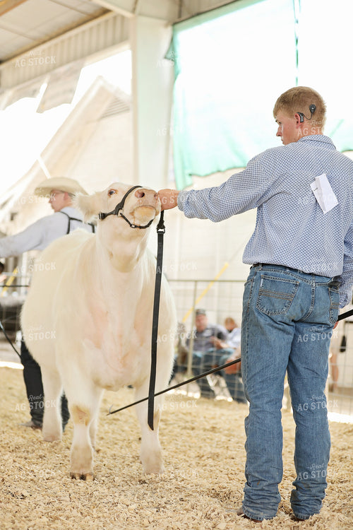 Showing Cattle 127108