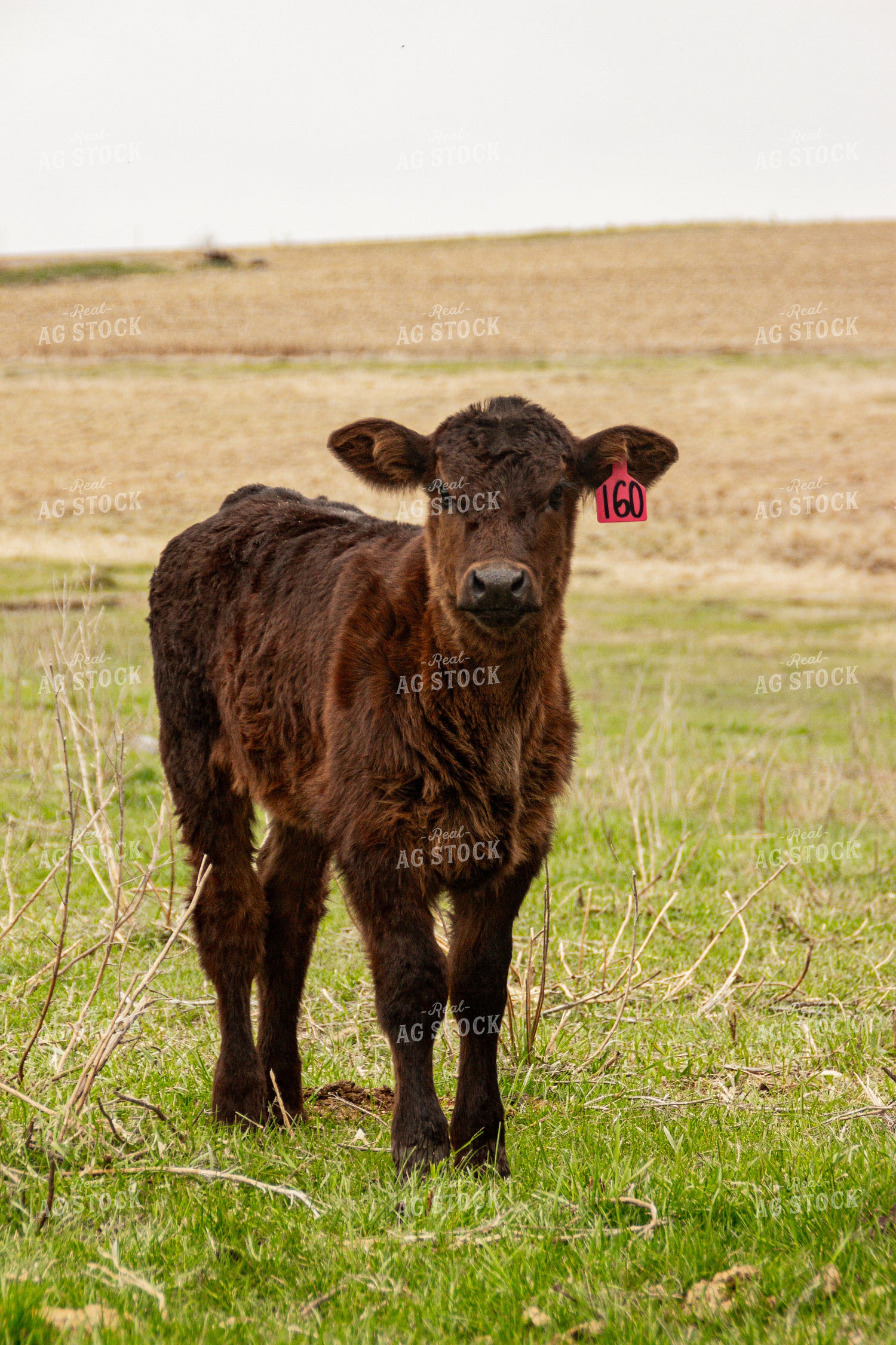 Calf 155138