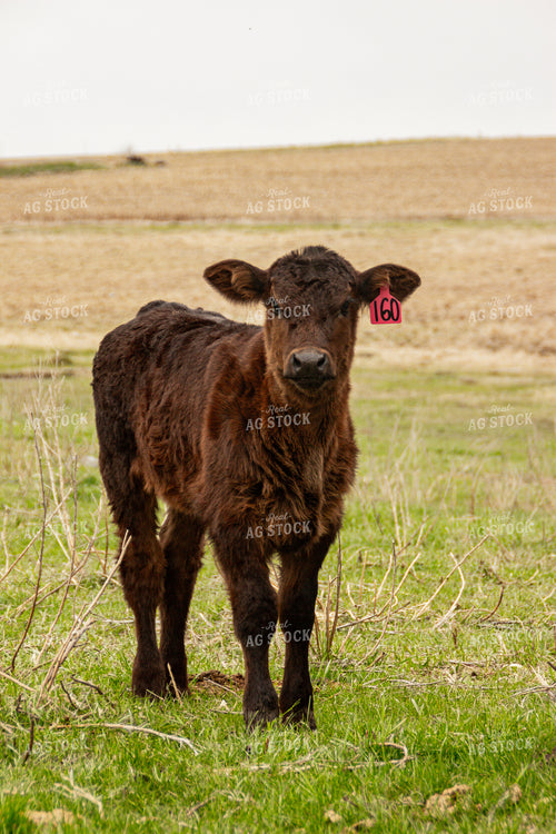 Calf 155138