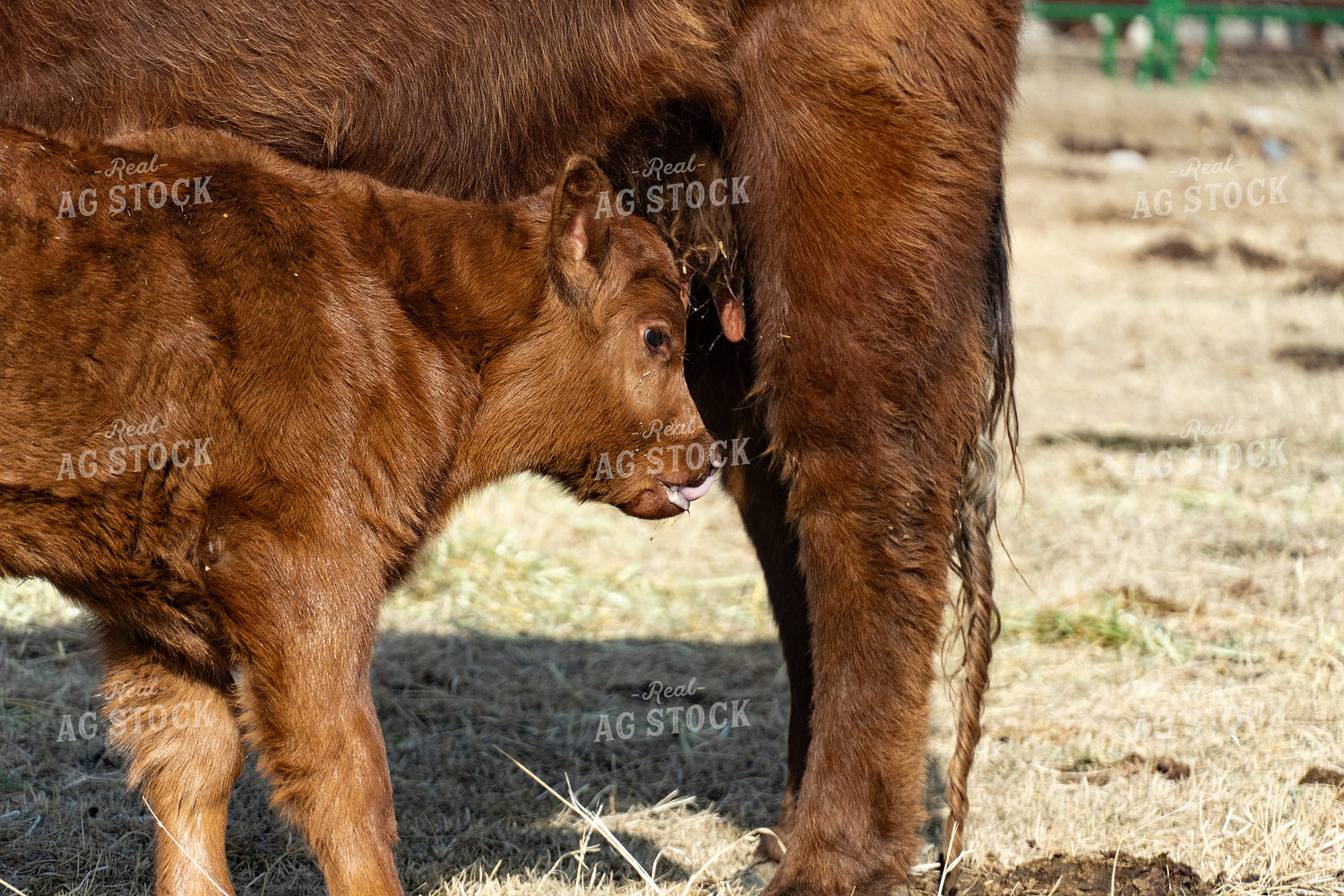 Red Angus Calf 65594