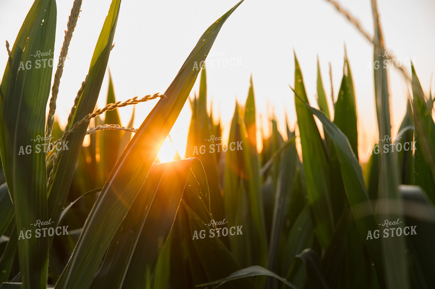 Corn Field 25995