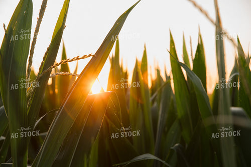 Corn Field 25995
