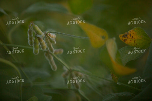 Soybeans - Mid-Season 1457