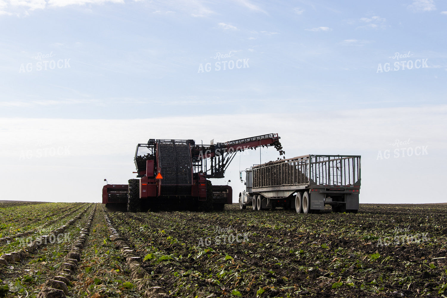 Sugar Beet Harvest 255036