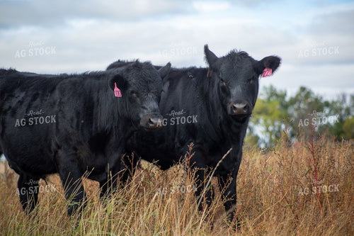 Black Angus Calves with Pink Ear Tags Standing in Fall Pasture 406039