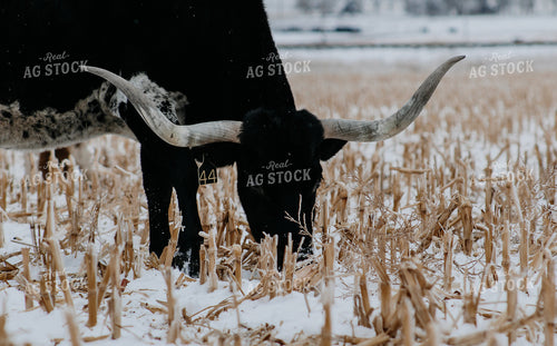 Longhorn Cattle on Winter Cornstalks 237021