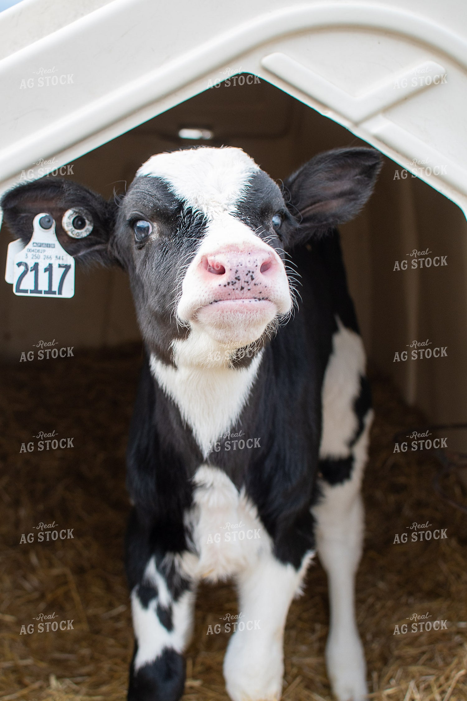 Holstein Calf in Hutch  50357