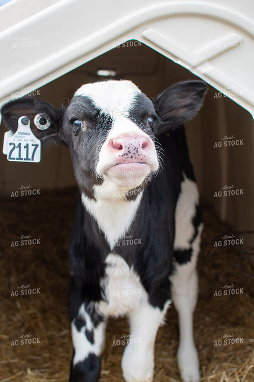 Holstein Calf in Hutch  50357