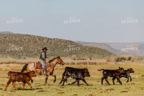 Rancher Herding Cattle on Horseback 200030