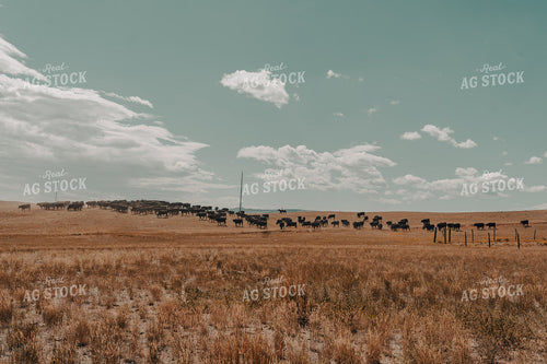 Moving Cattle on Horseback 58178