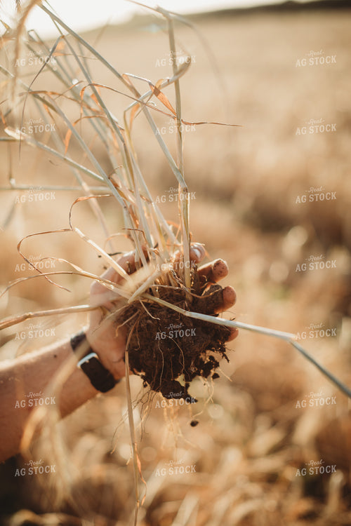 Farmer Agronomist Holding Soil in Soybean and Rye Cover Crop Field 5822