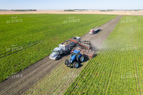 Sugar Beet Harvest 255043