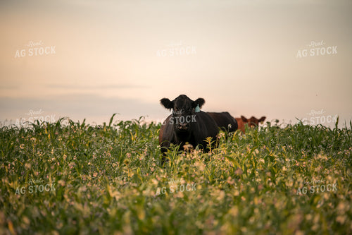 Cattle in Cover Crops 76437
