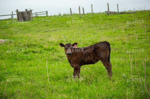 Cattle on Pasture 155625