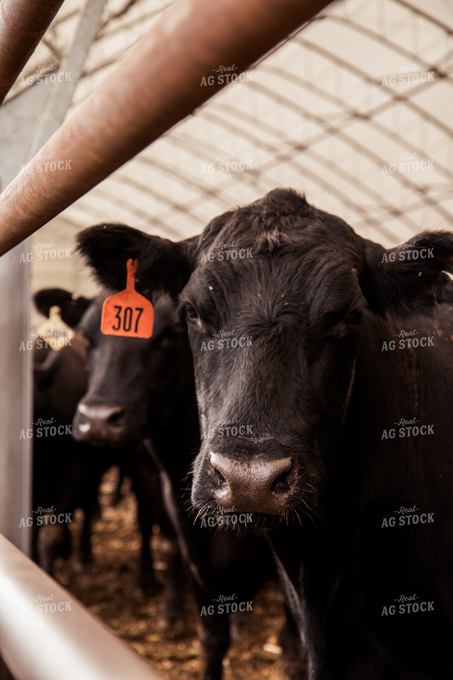 Cattle 67432