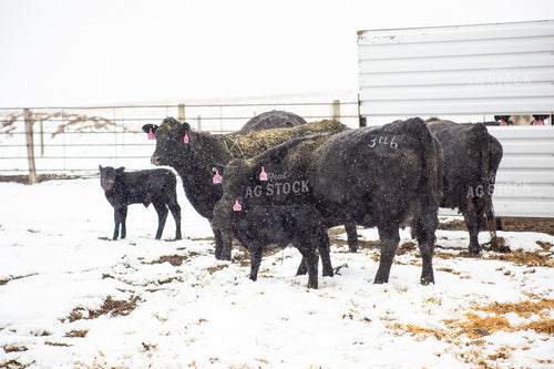 Cow Calf Pairs 155467