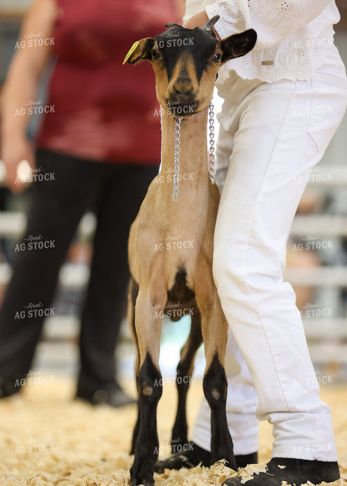 Showing Goats 160285