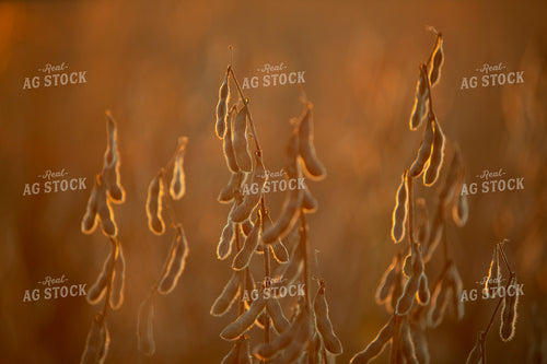 Soybeans - Dry 2491