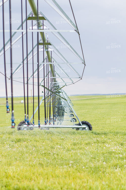 Irrigated Crops 260013