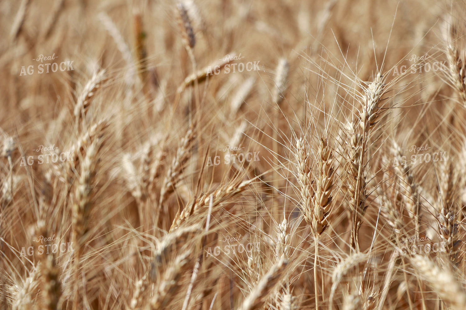 Dried Wheat Field 60024