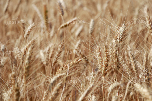 Dried Wheat Field 60024