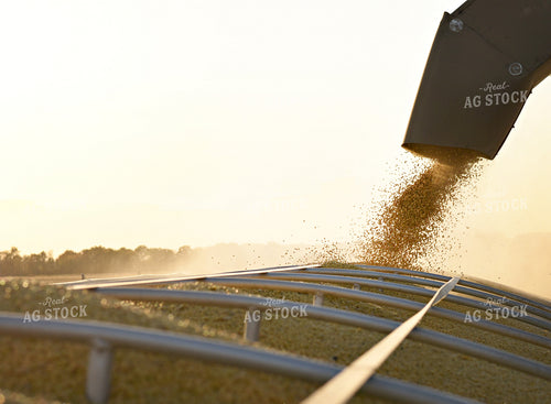 Unloading Harvested Soybeans 100036