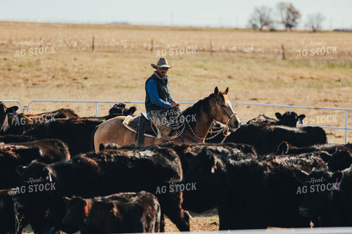 Rancher on Horseback Riding Through Pen 53085