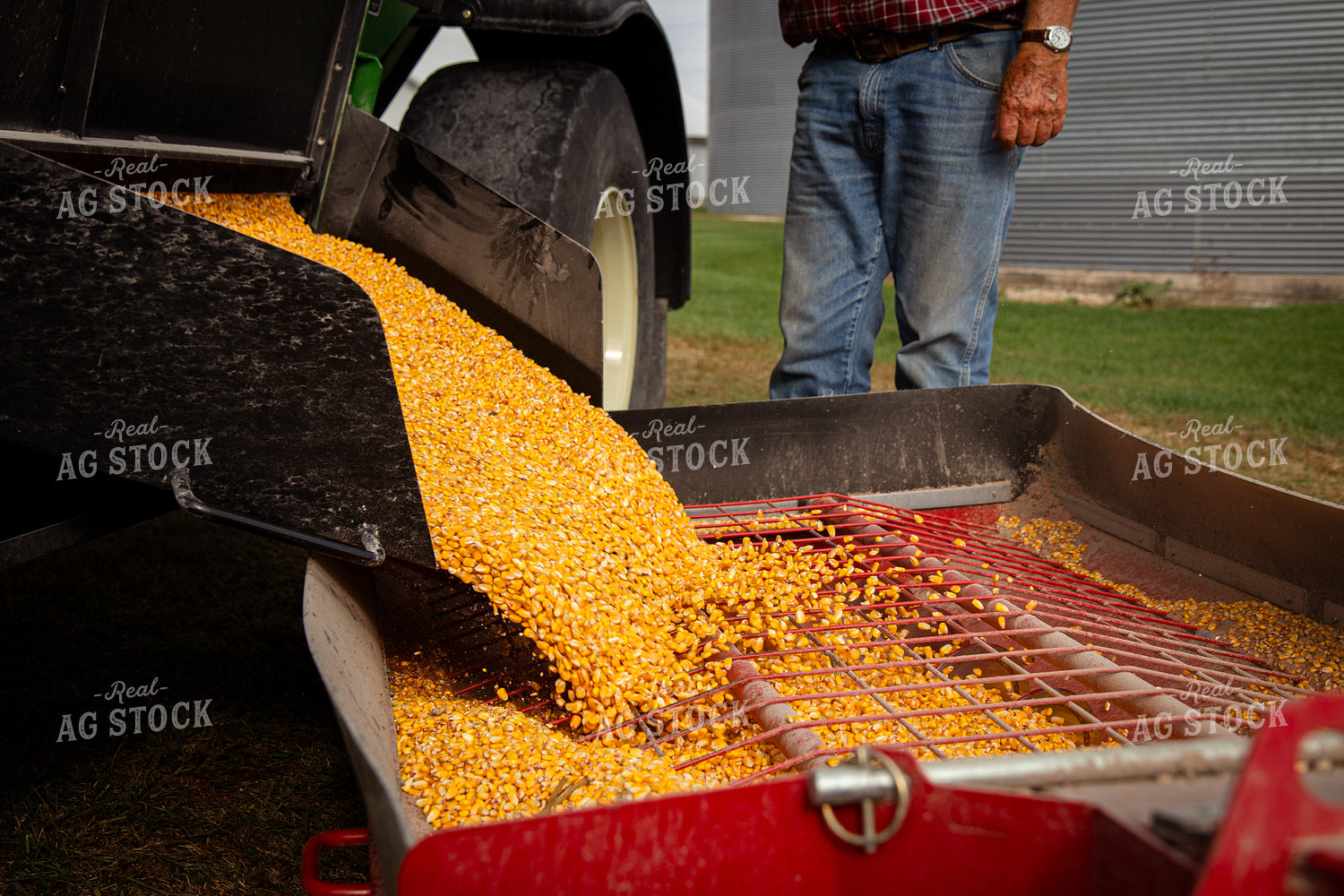 Unloading Harvested Corn 268166