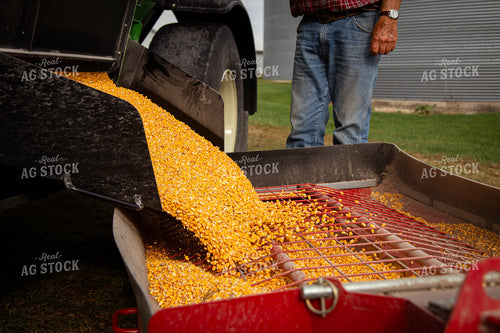 Unloading Harvested Corn 268166