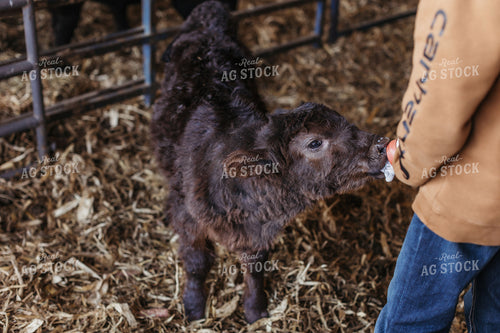 Farm Kid Bottle Feeding Calf 174040