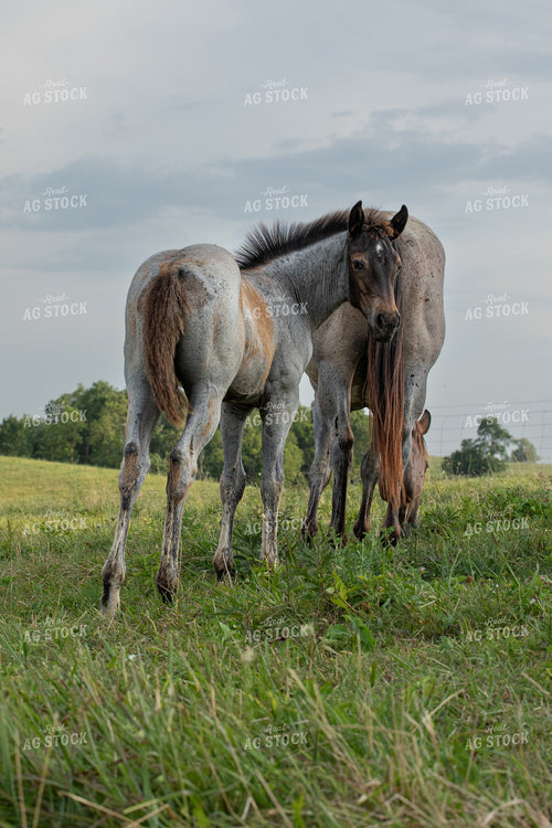 Horse and Foal 189045
