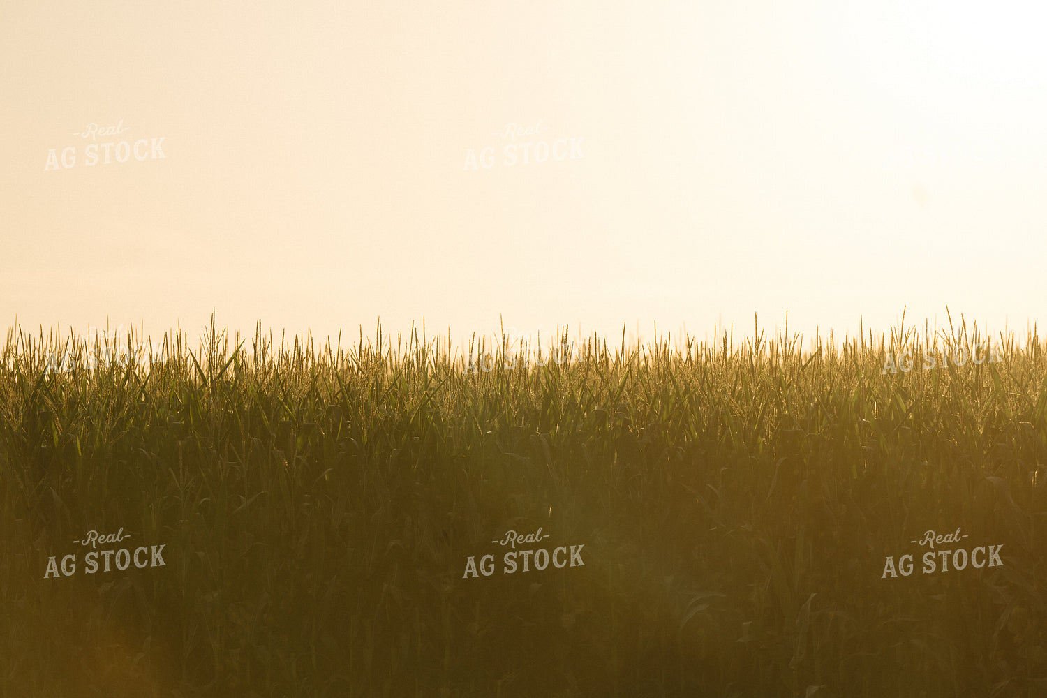 Corn Tassels in Sunlight 125292