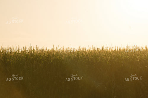 Corn Tassels in Sunlight 125292