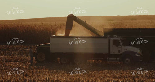 Auger Wagon Unloading into Tandem Truck at Sunset 3928