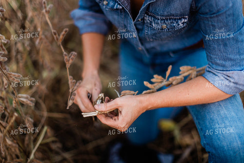 Female Agronomist Checking Beans 8367