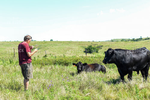 Rancher Checking Cattle 259004