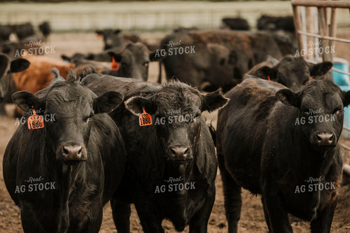 Feedyard 2995