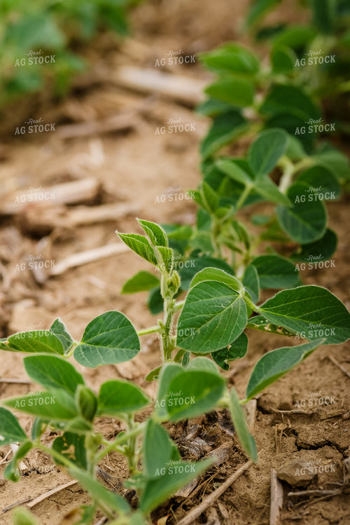 Soybeans 151001
