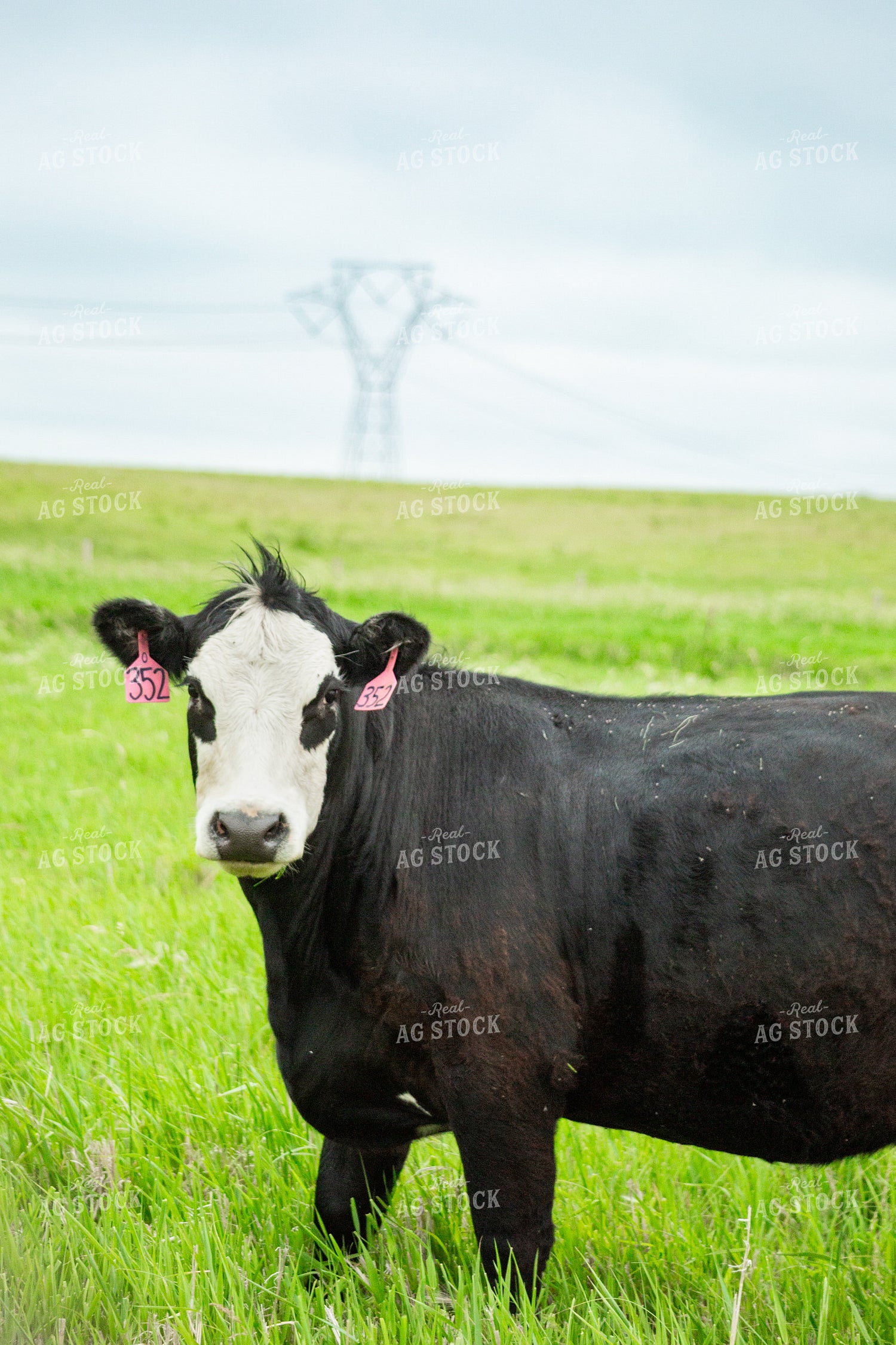 Cattle on Pasture 155639