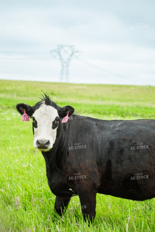 Cattle on Pasture 155639