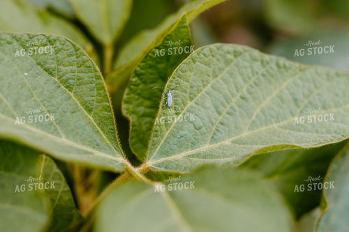 Pest on Soybean Leaf 125178
